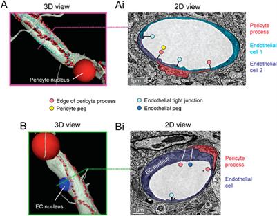 Public Volume Electron Microscopy Data: An Essential Resource to Study the Brain Microvasculature